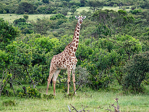 Masai giraffe (Giraffa tippelskirchi)