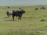Büffel im Ngorongoro-Krater
