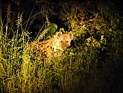 Hyäne bei Nacht im South Luangwa Nationalpark