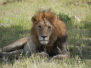 männlicher Löwe in der Serengeti