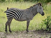 Zebra im South Luangwa Nationalpark