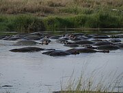 Flußpferde in der Serengeti