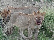 Löwe beim Fressen  in der Serengeti