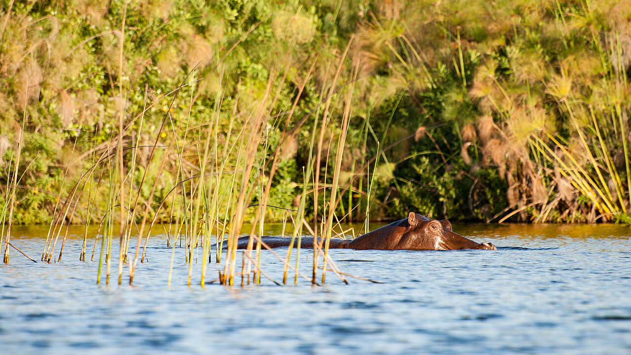 Hippo at Okavango Delta